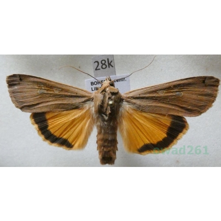 Noctua pronuba (Linnaeus, 1758) Rolnica tasiemka Czech28k